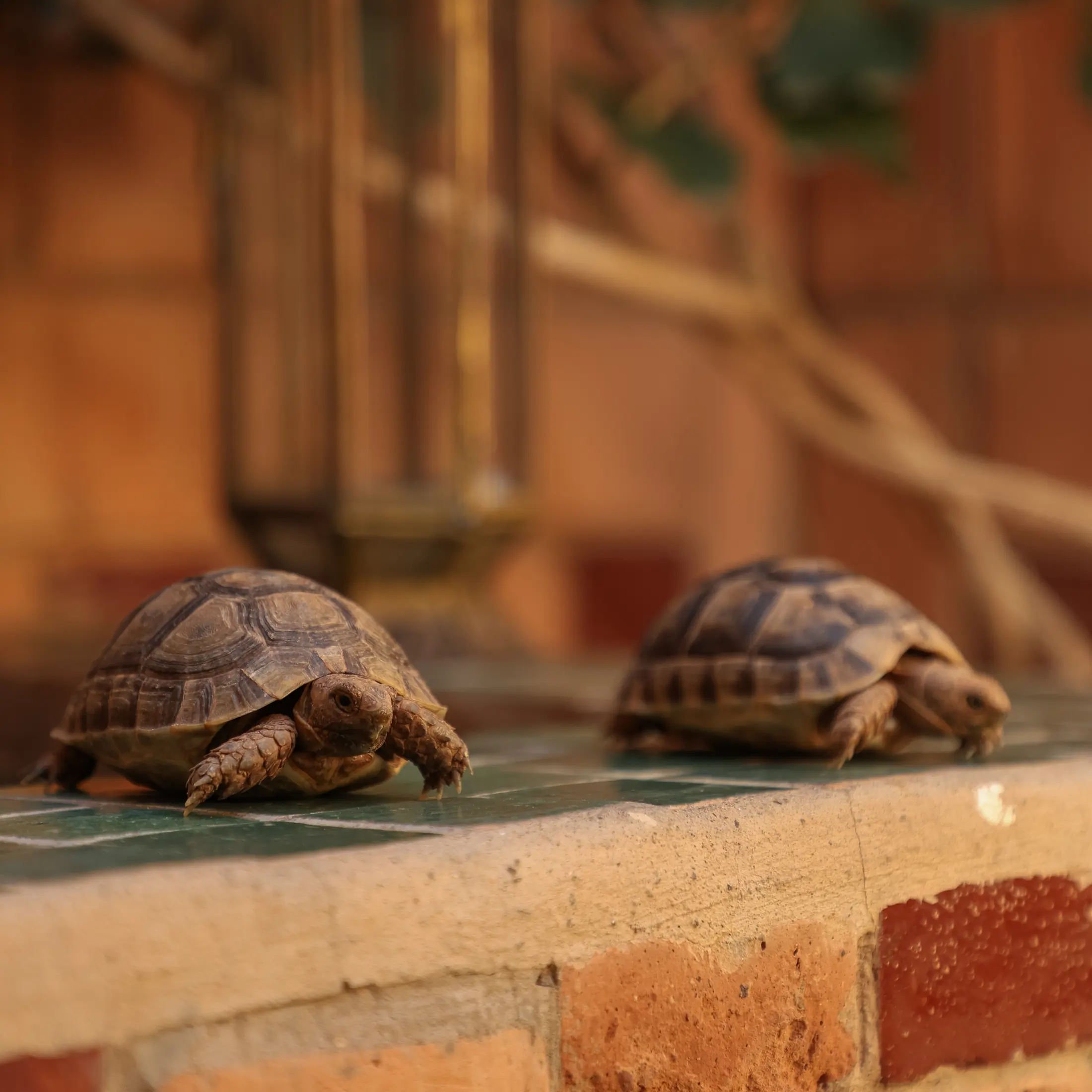The riad's two tortoises resting side by side on a tiled step